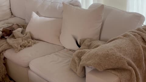 Pup too Excited to Hide Under Blanket