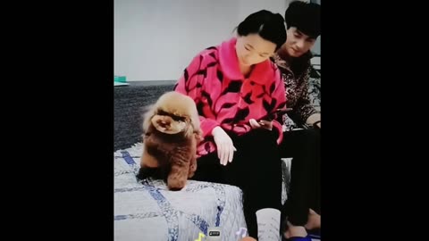 Funny Animals