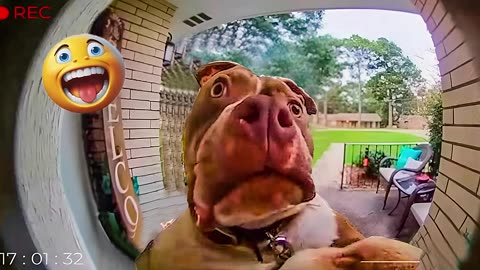 Best Funniest Dog Videos of the Year Unexpected Laughter with these Funny Dogs