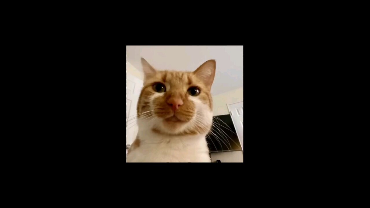 Cats🥰