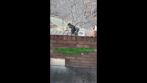 It's below freezing this morning and saw Mika outside at my empty bird feeder 🐿️🥶