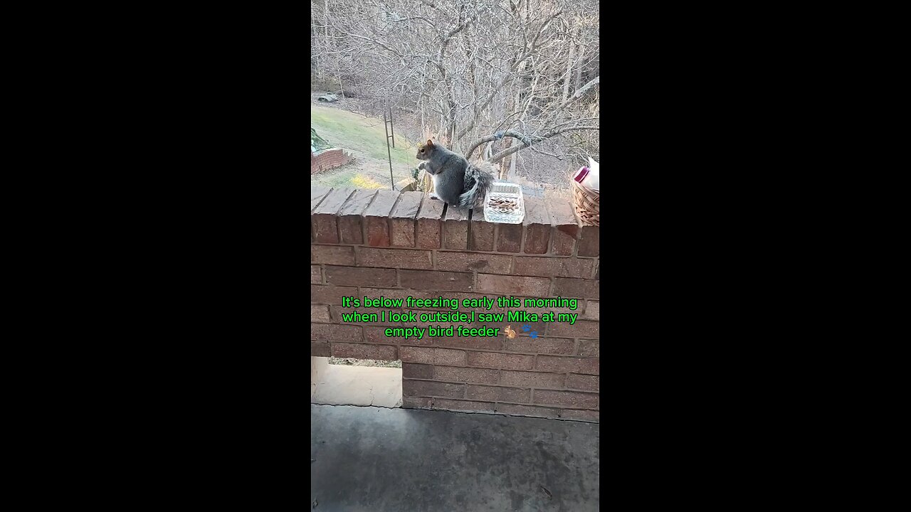 It's below freezing this morning and saw Mika outside at my empty bird feeder 🐿️🥶