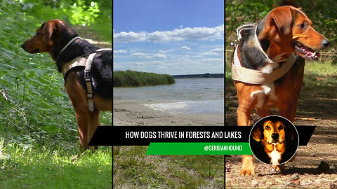 How Dogs Thrive in Forests and Lakes