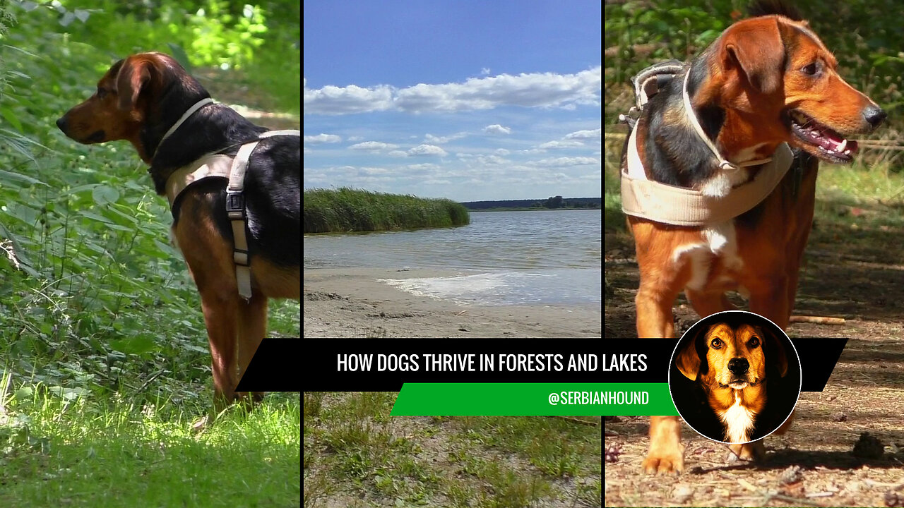 How Dogs Thrive in Forests and Lakes