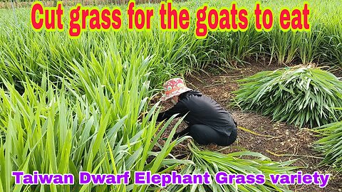 Cut grass for goats to eat - Taiwanese dwarf elephant grass variety