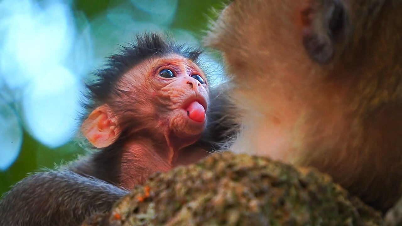 Oh Wow! There 's Something Stuck On The Tongue​ Of Baby BABETTE