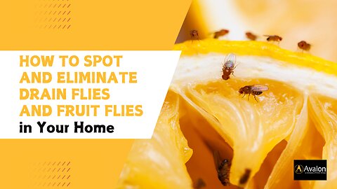 How to Spot and Eliminate Drain Flies and Fruit Flies in Your Home