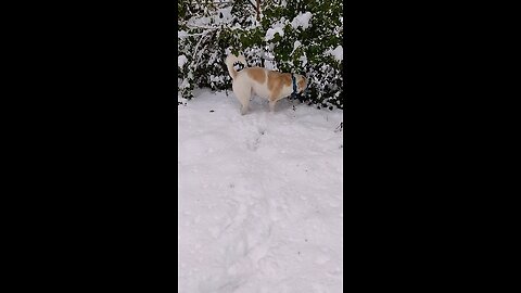 Snow Doggo