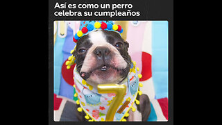 Bulldog inglés celebra su séptimo cumpleaños