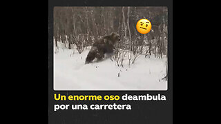 Encuentro cercano con un oso en el Lejano Oriente ruso