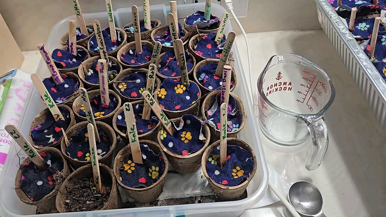 How I Sprout Garden Seeds in Less Than 48 Hours