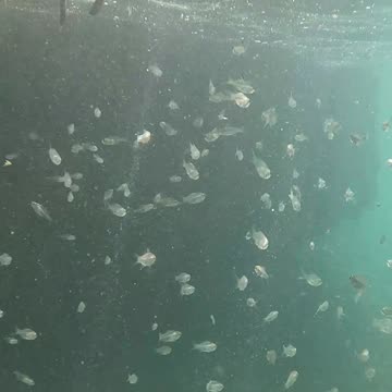 Snorkeling Through Serenity