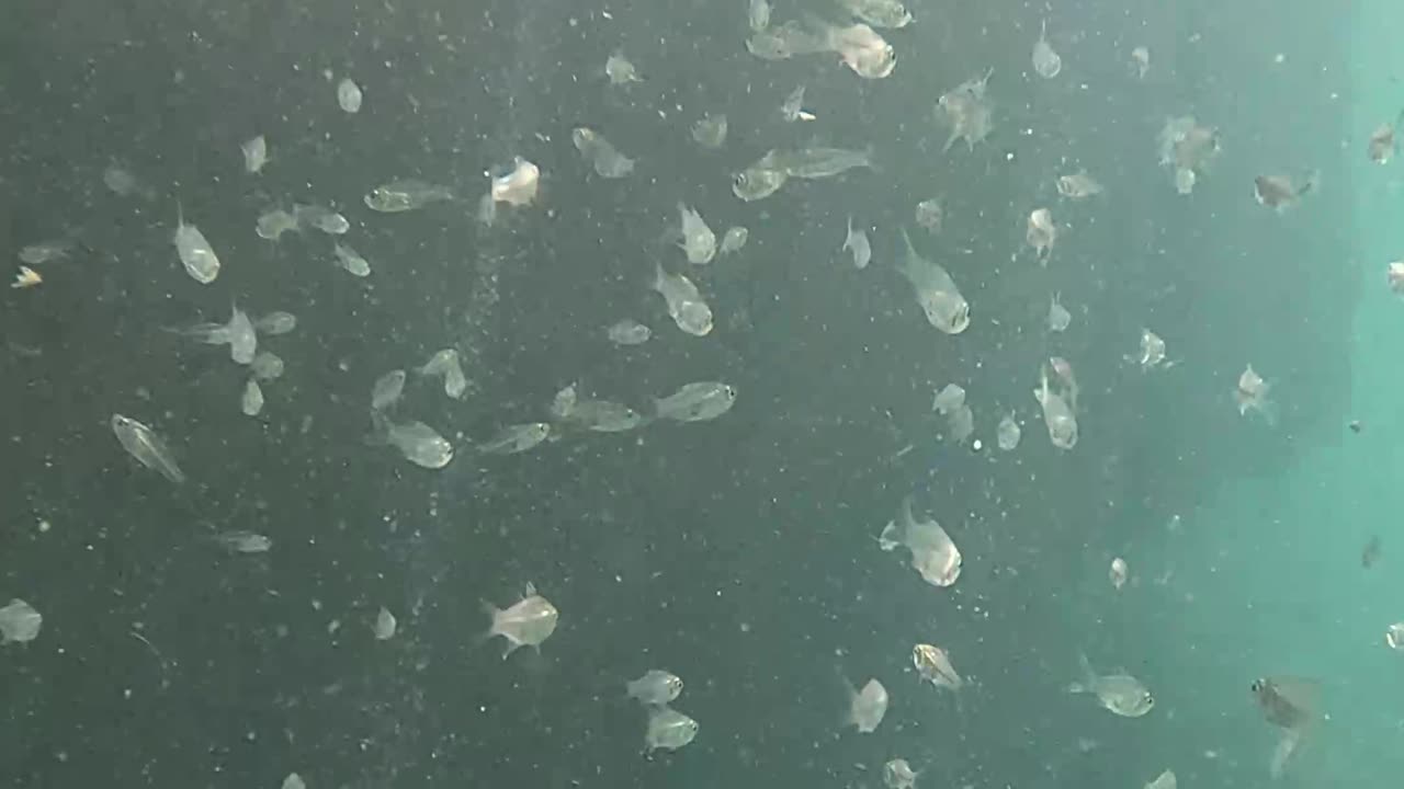 Snorkeling Through Serenity