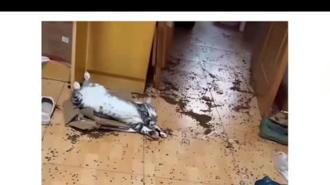 🐱 Hilarious Cat Moment: Watch This Kitty in Action! 😂 Superb acting by cat