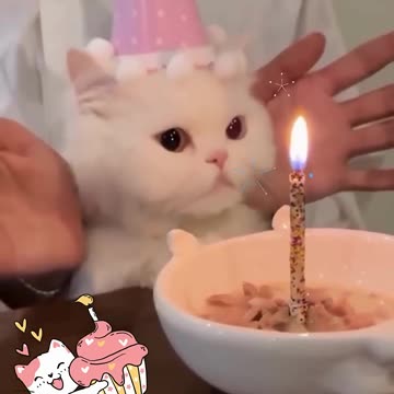 Cute and Funny Cat Videos | Funny Animal Videos #cats #catlover #funnycatvideos #shorts #memes