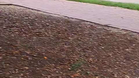 Squirrel playing tricks.