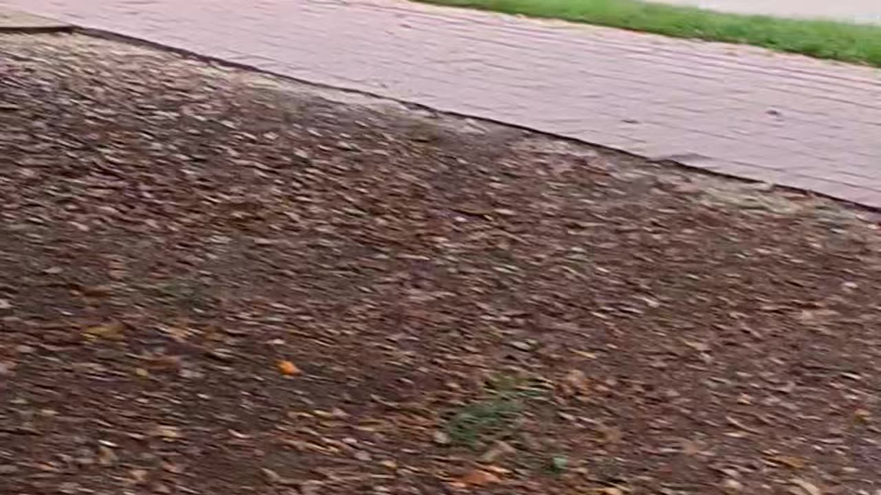 Squirrel playing tricks.