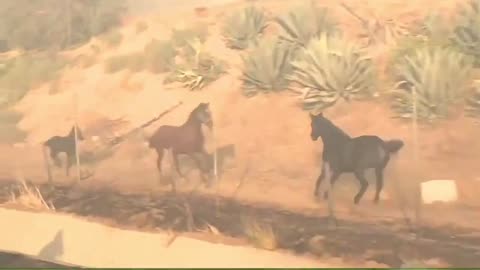 Horse that was already rescued turns back to save two other horses during the California fires