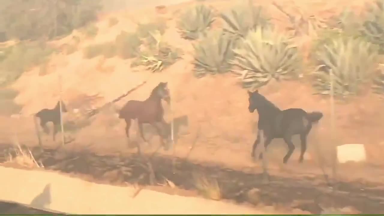 Horse that was already rescued turns back to save two other horses during the California fires