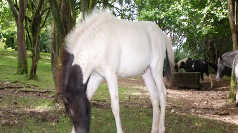 Dartmoor Hill Ponies Foels 2024