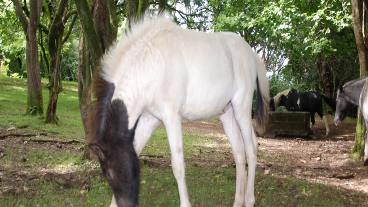 Dartmoor Hill Ponies Foels 2024