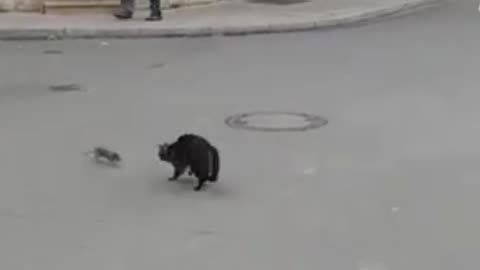 Real-life Tom & Jerry mouse fights and puts cat to run