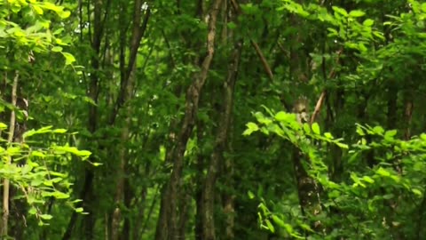 Nature: Our Hilariously Beautiful Playground #shorts