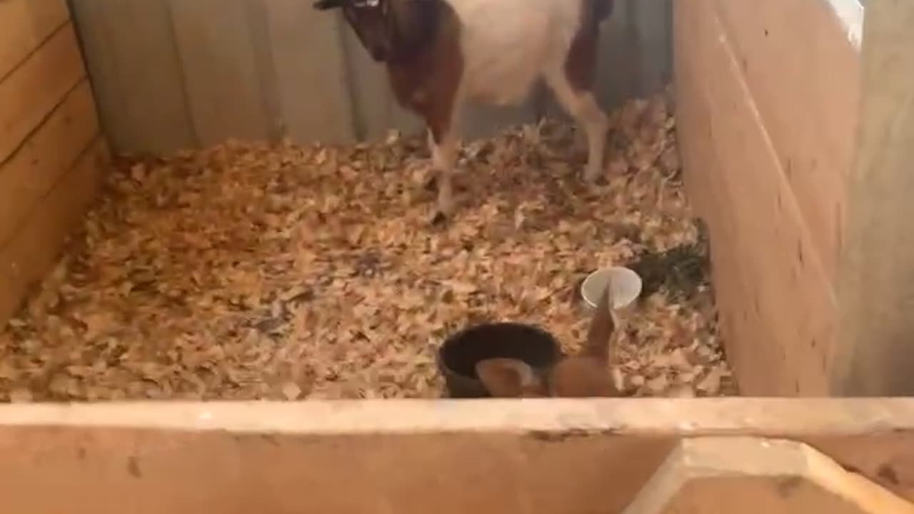 Putting a Baby Deer in the Goat Pen Doesn't Go As Planned