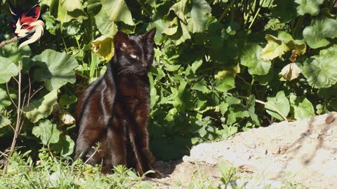 8 Surprising Facts You Didn't Know About Black Cats