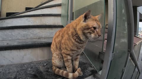 Homeless cats in Ras Al Khaimah UAE: CHRIS MARTIN & MICHAEL JACKSON #ChrisMartin #MichaelJackson #4u