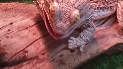 Bearded Dragon VS Superworm!