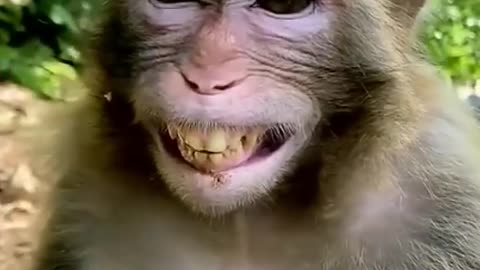 funny animal video