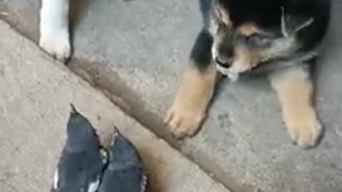 baby-dogs