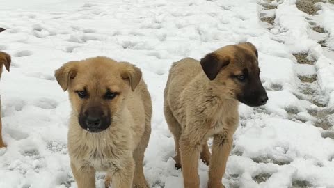 Village Dogs happy in snow