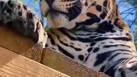 This family rescued a baby jaguar that had lost it's mother and then