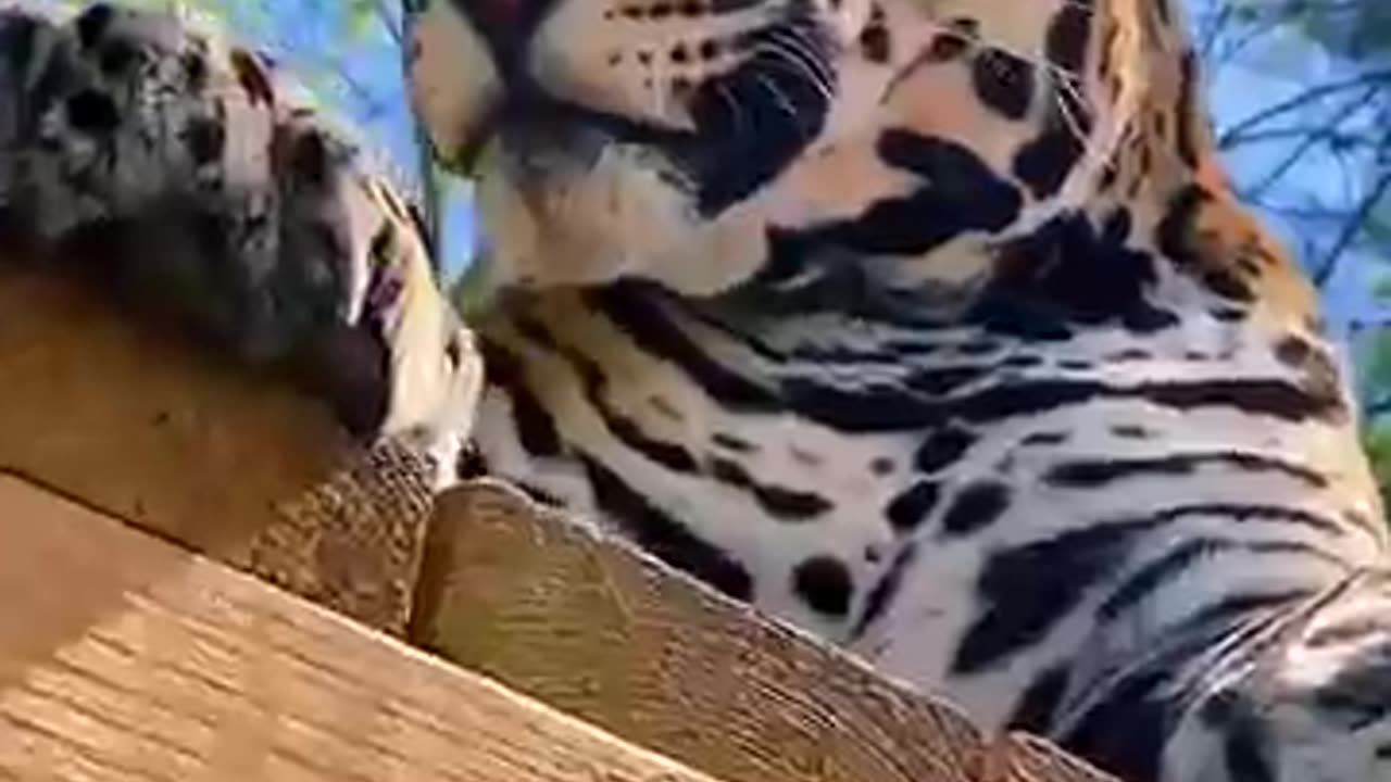 This family rescued a baby jaguar that had lost it's mother and then