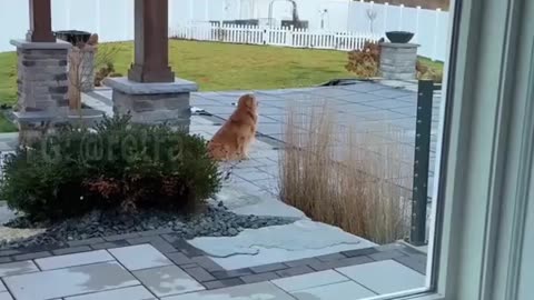 Oh, how dogs miss the pool.