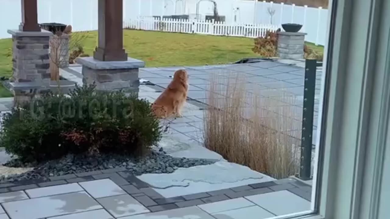 Oh, how dogs miss the pool.