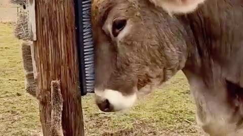 Adorable Cow Enjoys a Good Scratch Against Scratcher.