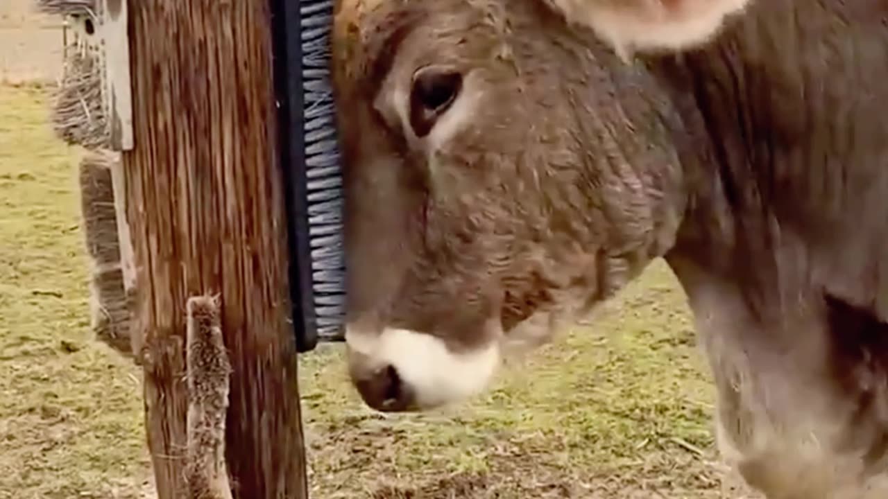 Adorable Cow Enjoys a Good Scratch Against Scratcher.