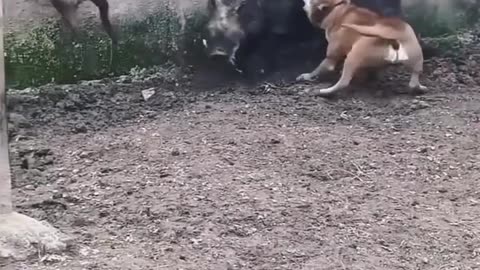 Brutal boar kill domestic dog
