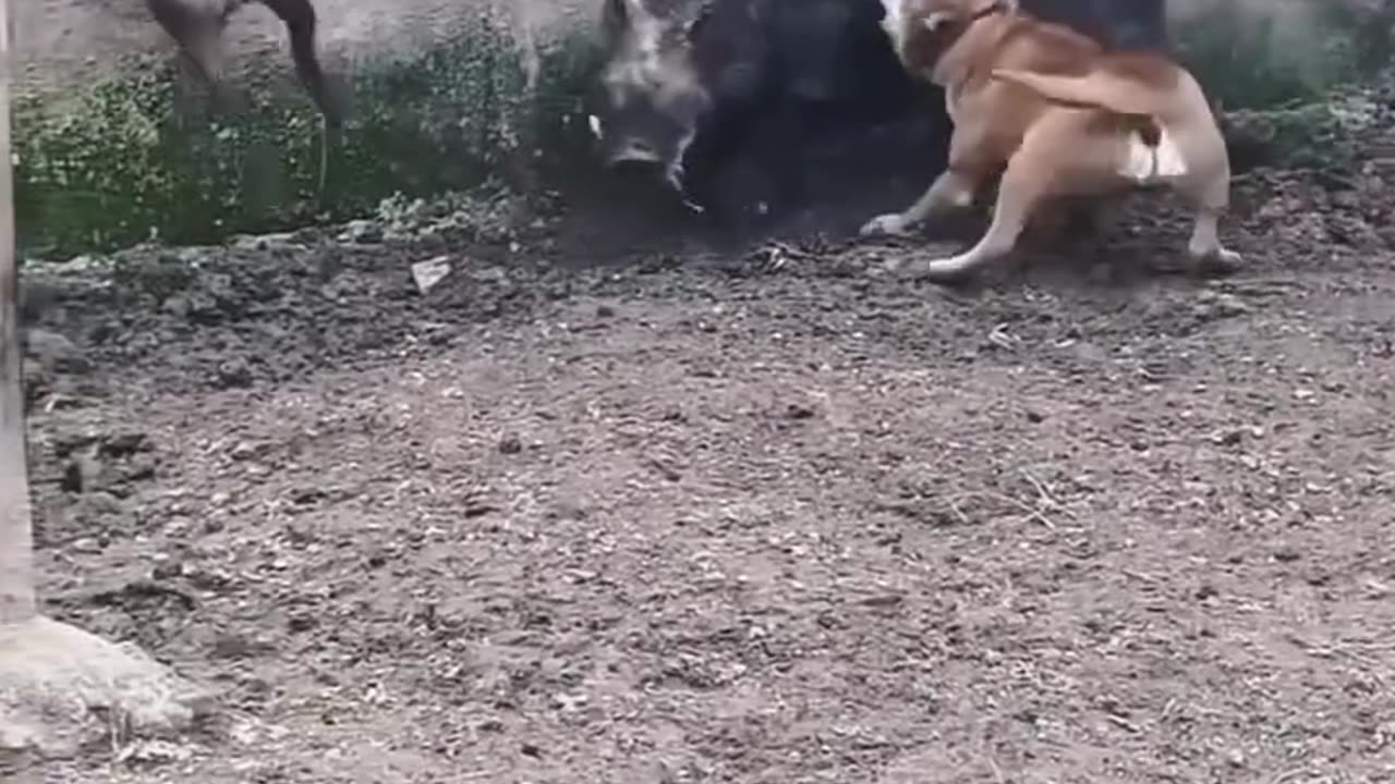 Brutal boar kill domestic dog