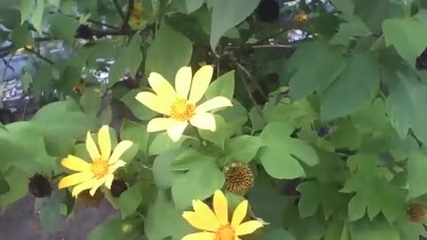 Beautiful sunflower plant, some flowers are still closed due to winter [Nature & Animals]