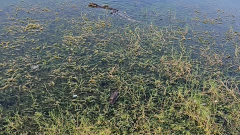 Reptile on a lake