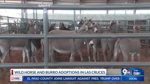 Wild horse, burro adoptions in Las Cruces