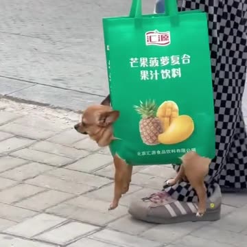 Modern day reusable grocery bags