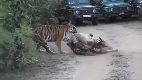 Tiger Dragging a Cow