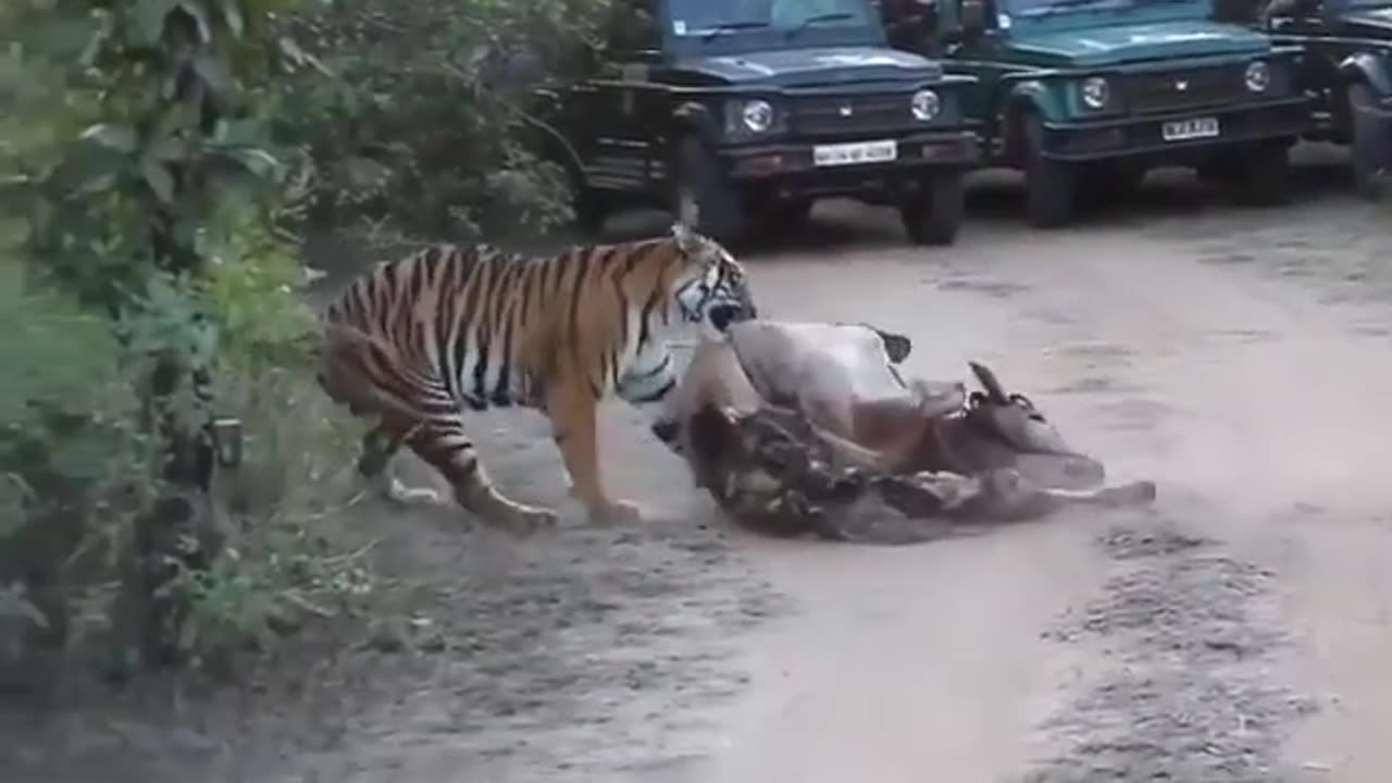 Tiger Dragging a Cow