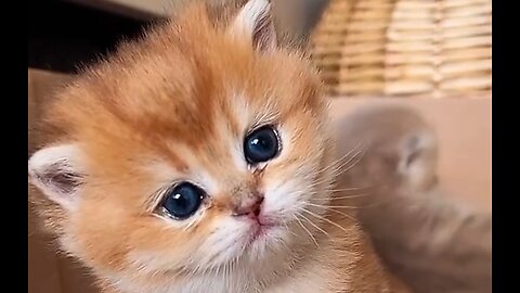 Cute baby kitten ♥️ 🥰