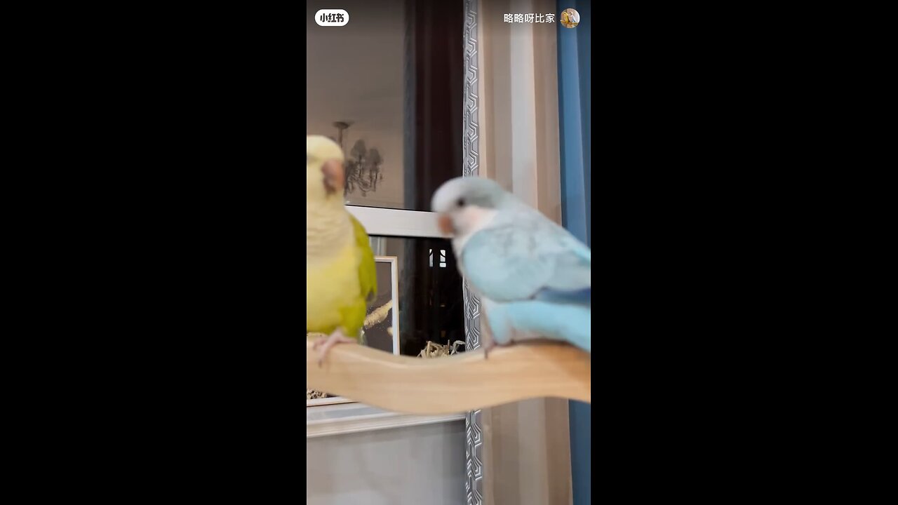 sweet parrot 🦜 cute